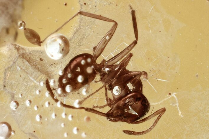 Detailed Fossil Ant (Formicidae) In Baltic Amber #335793